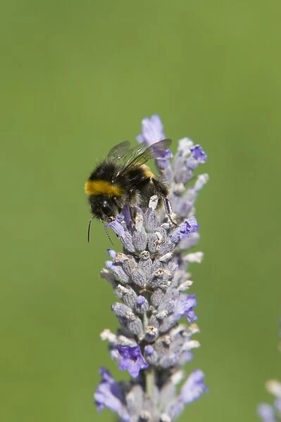 Buff-tailed Bumblebee - feeding on Lavender flowers Bombus terrestris Essex, UK IN000807