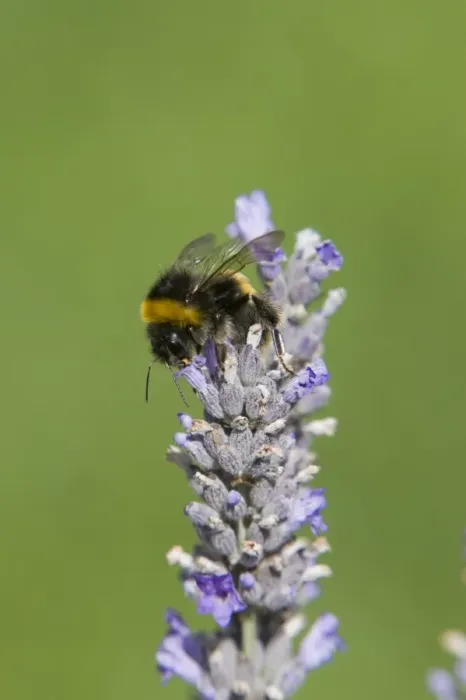 Framed Print : Buff-tailed Bumblebee - feeding on Lavender flowers Bombus terrestris Essex, UK IN000807 Framed Print : Buff-tailed Bumblebee - feeding on Lavender flowers Bombus terrestris Essex, UK IN000807