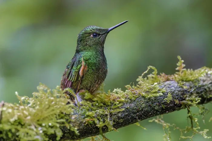 Framed Print : Buff-tailed Coronet, Ecuador. Date: 26-07-2021
