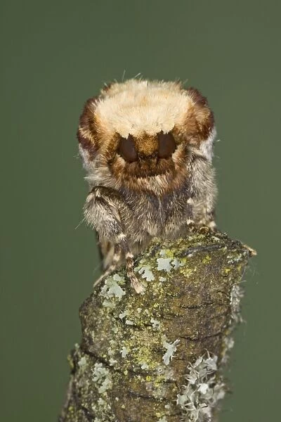 Buff-tip Moth - demonstrating camouflage - Essex, UK IN000939