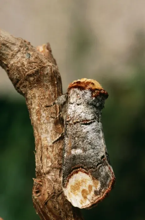 Framed Print : Buff Tip Moth Essex, UK Framed Print : Buff Tip Moth Essex, UK