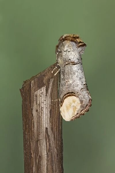 Buff-tip Moth - Essex, UK IN000890