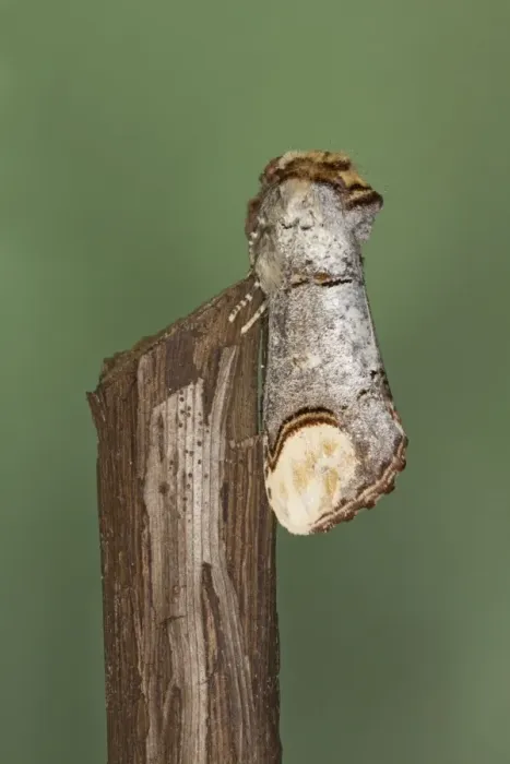 Framed Print : Buff-tip Moth - Essex, UK IN000890 Framed Print : Buff-tip Moth - Essex, UK IN000890