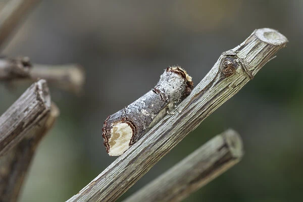 Buff Tip Moth - on Twig - Cornwall - UK