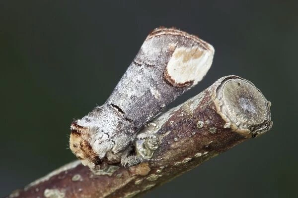 Buff Tip Moth - on a twig - Cornwall - UK