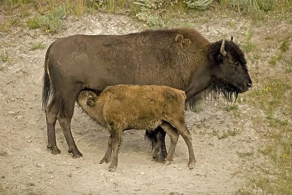 Buffalo  /  Bison (Bison bison) Calf Nursing- Wyoming - Males weigh up to 2000 pounds-heaviest land mammal in North America-Nearly went extinct by 1894 due to hunting prompting Congress to pass the National Park Protective Act which imposed