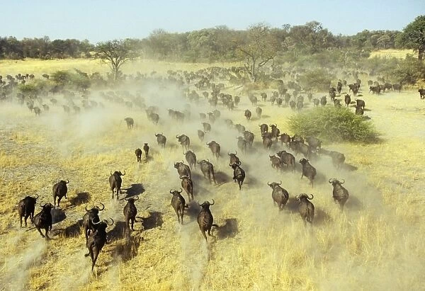 Buffalo - running Okavango Delta Botswana, Africa