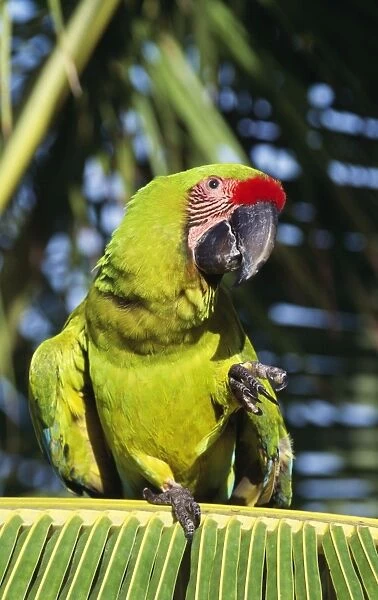 Buffon's  /  Great Green Macaw Honduras (Caribbean) to Ecuador