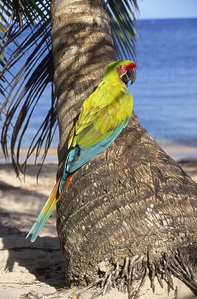 Buffon's Macaw  /  Great Green Macaw Distrubution Honduras (Caribbean) to Ecuador