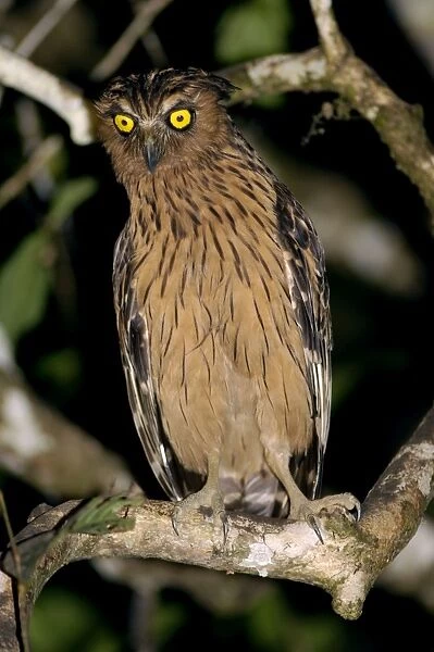 Buffy Fish-owl watches for prey from a tree-branch over a oxbow lake in river Kinabatangan floodplain, typical; Sabah, Borneo, Malaysia; June. Ma39. 3179