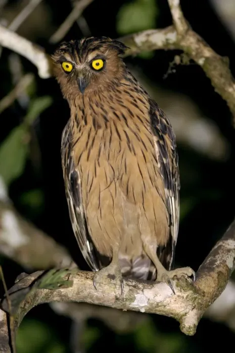 Framed Print : Buffy Fish-owl watches for prey from a tree-branch over a oxbow lake in river Kinabatangan floodplain, typical; Sabah, Borneo, Malaysia; June. Ma39. 3179 Framed Print : Buffy Fish-owl watches for prey from a tree-branch over a oxbow lake in river Kinabatangan floodplain, typical; Sabah, Borneo, Malaysia; June. Ma39. 3179