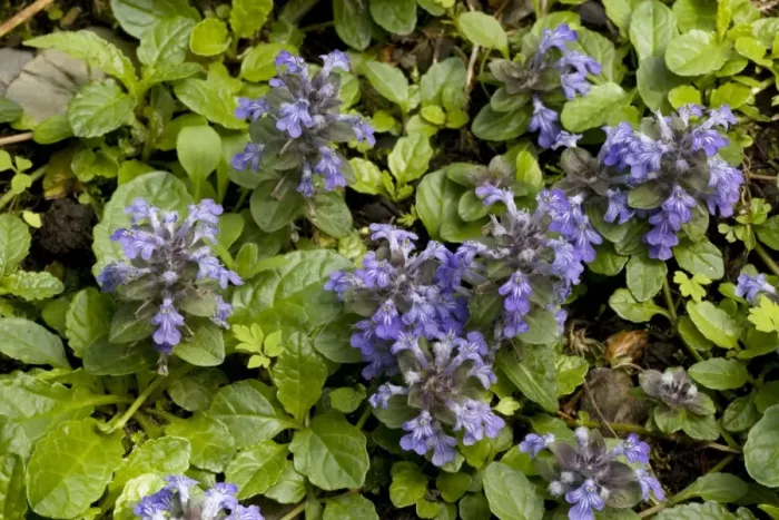 Framed Print : Bugle (Ajuga reptans). Widespread in woodlands in UK Framed Print : Bugle (Ajuga reptans). Widespread in woodlands in UK