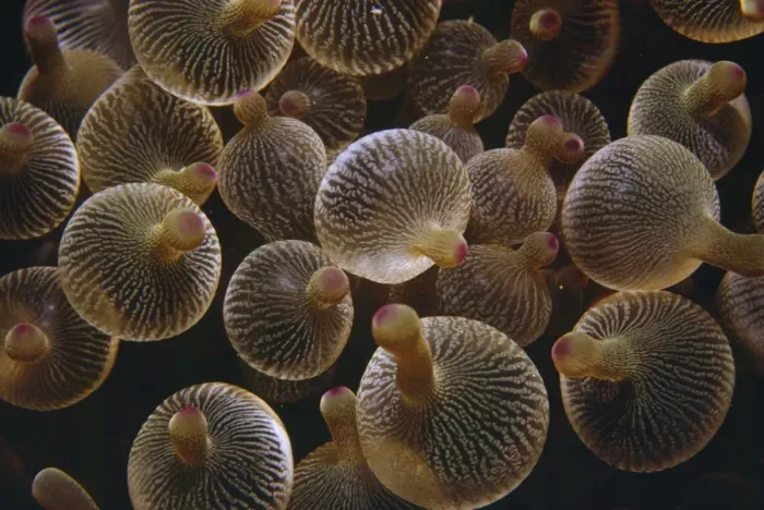 Framed Print : Bulb-tentacle Anemone - also know as Bubble-tip Anemone Indo Pacific Framed Print : Bulb-tentacle Anemone - also know as Bubble-tip Anemone Indo Pacific