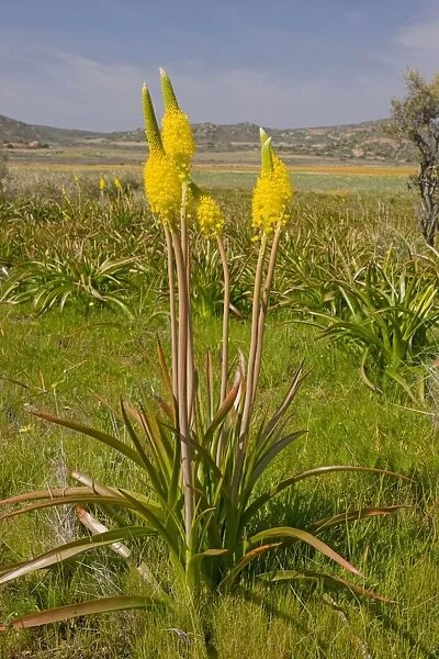 Bulbinella latifolia - in the Kamiesberg mountains, Namaqualand, South Africa