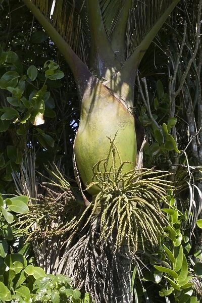 Bulbous base and flowers of Nikau palms. Punakaiki South Island New Zealand