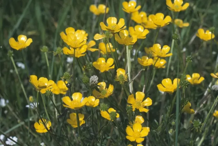 Framed Print : Bulbous Buttercup Framed Print : Bulbous Buttercup