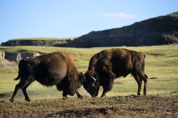 Bull Bison - fighting, sparring, summer. Theodore Roosevelt National Park, North Dakota. MB249