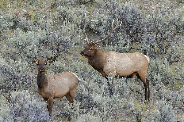 Bull elk approaching cow elk or wapiti, Yellowstone National Park, Wyoming Date: 04-10-2021