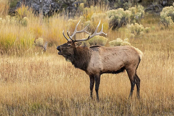 Bull elk bugling or wapiti, Yellowstone National Park, Wyoming Date: 04-10-2021