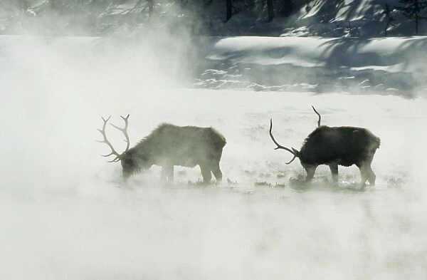 Bull Elk  /  Wapiti - Feeding in hot spring area Yellowstone National Park Wyoming, USA MA00560