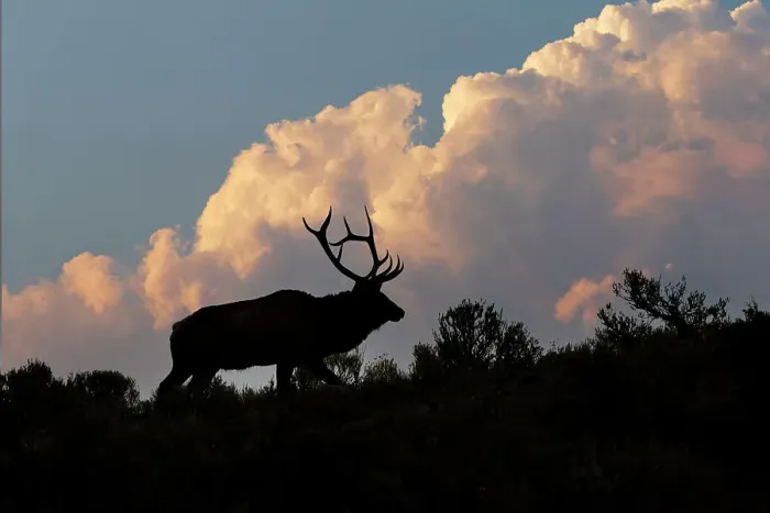 Framed Print : Bull elk or wapiti silhouetted on ridge at sunrise, Yellowstone National Park, Wyoming Date: 04-10-2021 Framed Print : Bull elk or wapiti silhouetted on ridge at sunrise, Yellowstone National Park, Wyoming Date: 04-10-2021