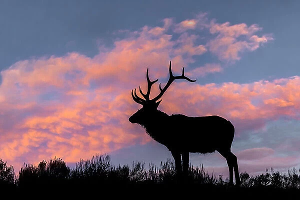 Bull elk or wapiti silhouetted on ridge top, Yellowstone National Park, Wyoming Date: 06-10-2021