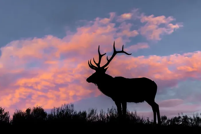 Framed Print : Bull elk or wapiti silhouetted on ridge top, Yellowstone National Park, Wyoming Date: 06-10-2021 Framed Print : Bull elk or wapiti silhouetted on ridge top, Yellowstone National Park, Wyoming Date: 06-10-2021