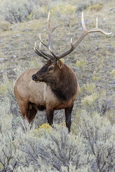 Bull elk or wapiti, Yellowstone National Park, Wyoming Date: 03-10-2021