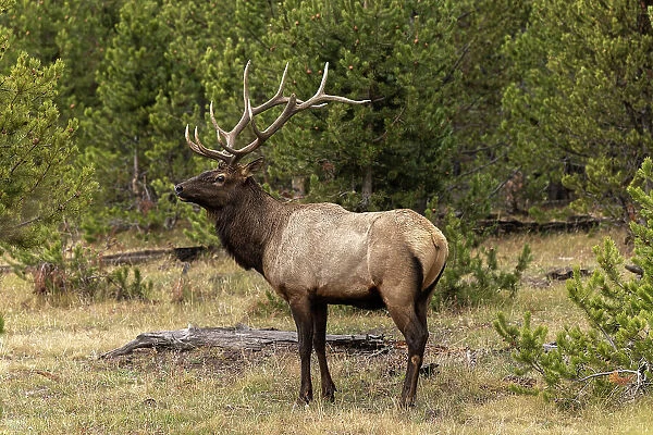 Bull elk or wapiti, Yellowstone National Park, Wyoming Date: 08-10-2021