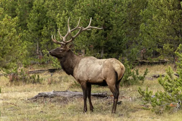 Framed Print : Bull elk or wapiti, Yellowstone National Park, Wyoming Date: 08-10-2021 Framed Print : Bull elk or wapiti, Yellowstone National Park, Wyoming Date: 08-10-2021