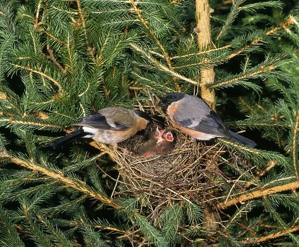 Bull Finches - pair at nest with young in fir tree West Sussex, UK