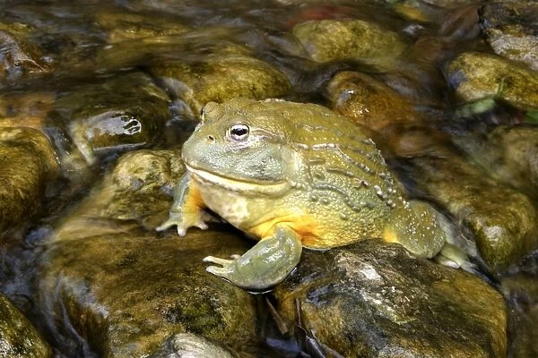 Bull Frog or Giant Pyxie - in water Cape Province. South Africa. Africa