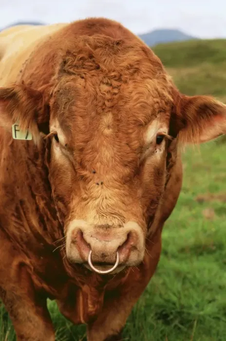 Framed Print : Bull JAM 259 With nose ring, Isle of Skye Scotland. © James Marchington / ARDEA LONDON Framed Print : Bull JAM 259 With nose ring, Isle of Skye Scotland. © James Marchington / ARDEA LONDON