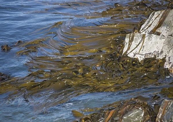 Bull kelp beds, near Kaikoura; South Island, New Zealand