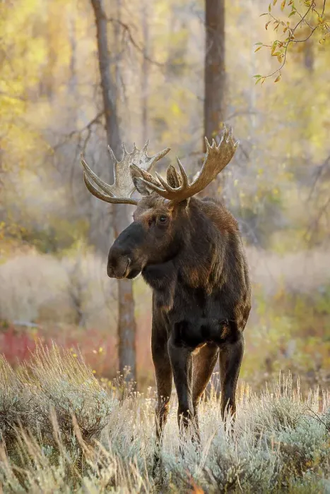 Framed Print : Bull moose in autumn, Grand Teton National Park, Wyoming Date: 02-10-2020