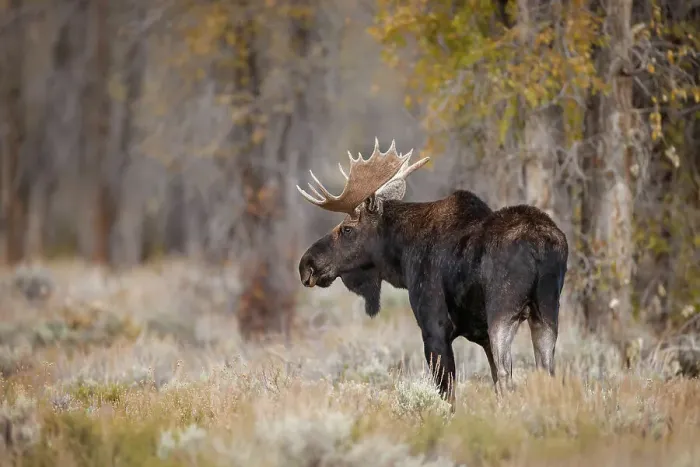 Framed Print : Bull moose, Grand Teton National Park, Wyoming Date: 01-10-2020 Framed Print : Bull moose, Grand Teton National Park, Wyoming Date: 01-10-2020