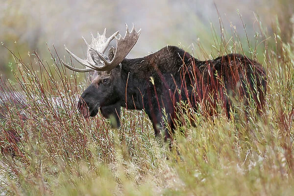 Bull moose, Grand Teton National Park, Wyoming Date: 01-10-2020