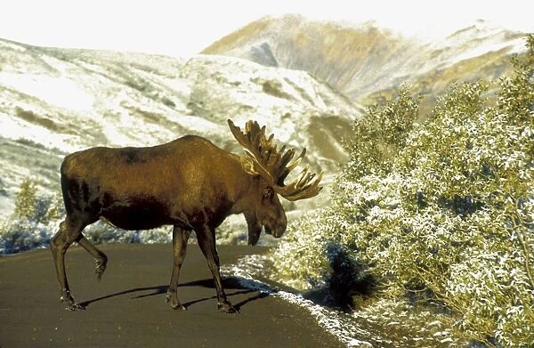 Bull moose - in velvet - crossing road, Denali Park, Alaska, USA