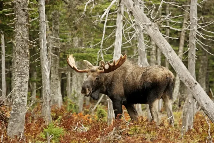 Framed Print : Bull Moose - in woods - Cape Breton Island National Park - Canada Framed Print : Bull Moose - in woods - Cape Breton Island National Park - Canada