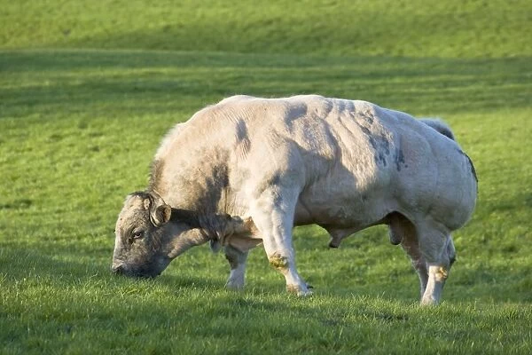 Bull In pasture Peak District Derbyshire UK
