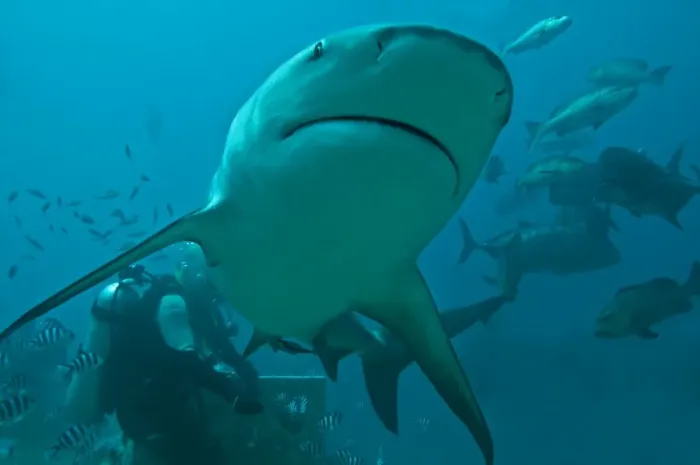 Framed Print : Bull Shark - diver in background - Fiji Framed Print : Bull Shark - diver in background - Fiji