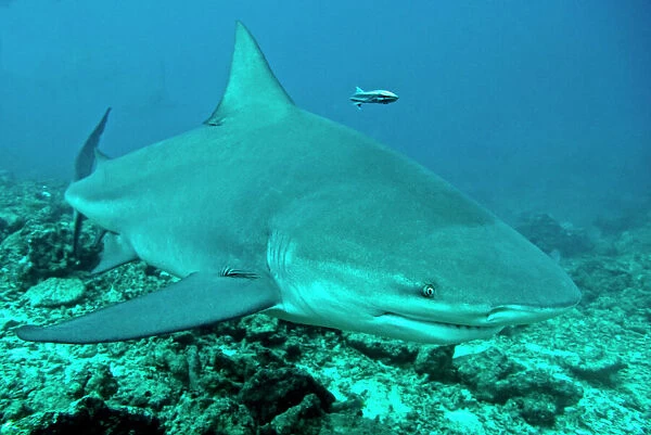 Bull Shark - Fiji