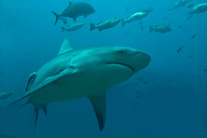 Framed Print : Bull Shark - moving through its potential prey after eating a tuna head - Fiji Framed Print : Bull Shark - moving through its potential prey after eating a tuna head - Fiji