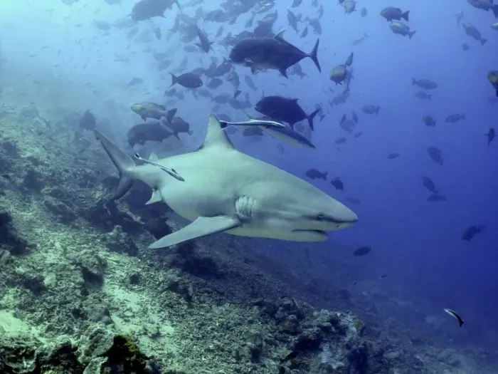 Framed Print : Bull shark with remoras swimming through school of fish Pacific Harbour Fiji islands Framed Print : Bull shark with remoras swimming through school of fish Pacific Harbour Fiji islands