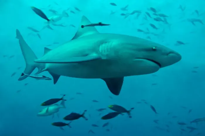 Framed Print : Bull Shark - Shark Reef - Pacific Harbour - Fiji