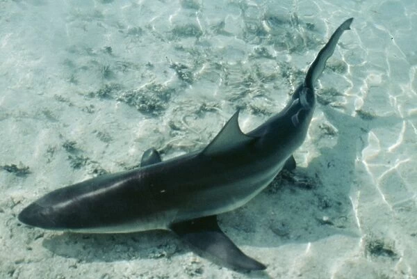 Bull Shark Walkers Cay, Bahamas