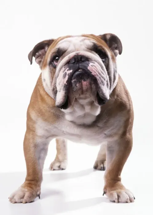 Framed Print : Bulldog. JD-17538. BULLDOG - standing, facing camera Framed Print : Bulldog. JD-17538. BULLDOG - standing, facing camera