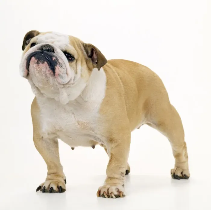 Framed Print : Bulldog. JD-9429e. BULLDOG - STANDING. John Daniels. Framed Print : Bulldog. JD-9429e. BULLDOG - STANDING. John Daniels.