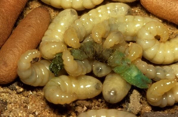 Bulldog ant - larvae feeding on a caterpillar