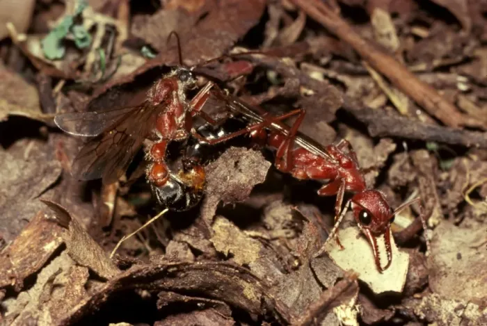 Framed Print : Bulldog ant - Male and female fall to the ground after their mating flight Framed Print : Bulldog ant - Male and female fall to the ground after their mating flight